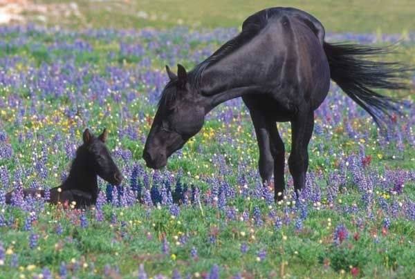 Pryor Mountain Mustang